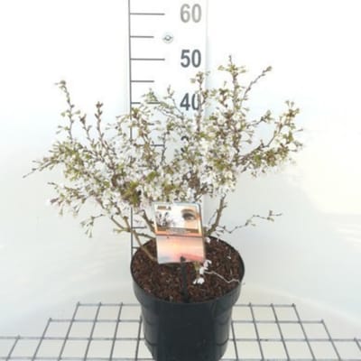 Prunus incisa 'Kojou-no-mai' - Fuji Kers, Dwergsierkers, 50- 60 cm in pot