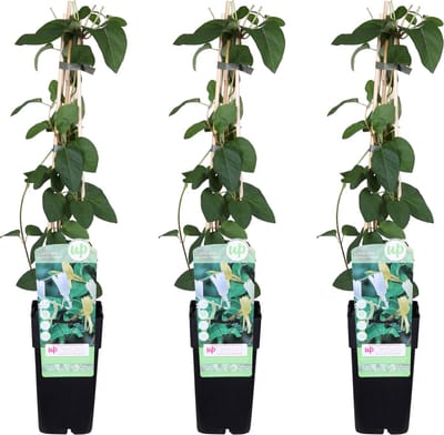 3x - Lonicera japonica 'Halliana' - ↨65cm - Ø15