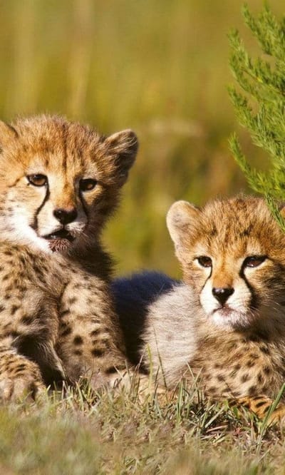 Fotobehang - Cheetah 150x250cm - Vliesbehang