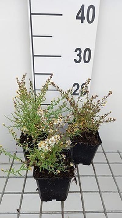6x Aster - Aster eric. 'Golden Spray' | 9x9 cm pot