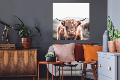 Muurstickers - Sticker Folie - Schotse Hooglander - Berg - Hoorn - 80x80 cm - Plakfolie - Muurstickers Kinderkamer - Zelfklevend Behang - Zelfklevend behangpapier - Stickerfolie
