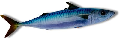 Tombarello 26 cm lang
