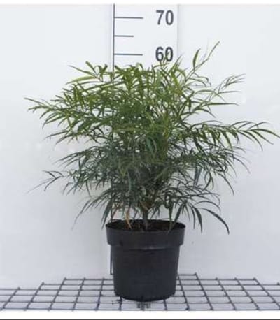 Mahonia eur. 'Soft Caress' - Mahoniestruik, Hulstberberis 25- 30 cm in pot