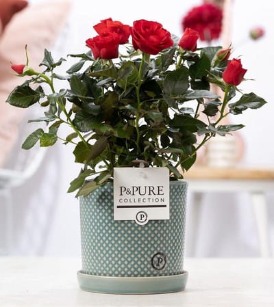Plantenboetiek.nl | Rosa red - Potrozen rood - in P&Pure Lauren pot - Ø12cm - 25-35cm hoog