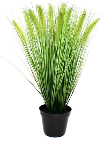 Pennisetum kunst Pluimgras plant 50cm in pot 12cm