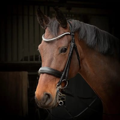 Harry's Horse Kaptoom Harry's Horse Cavesson Anatomic Zwart