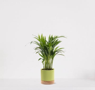 Areca in sierpot Emma wood Lime green – luchtzuiverende kamerplant – eenvoudig te onderhouden Goudpalm - 35-50cm - Ø13 – geleverd met plantenpot – vers uit de kwekerij