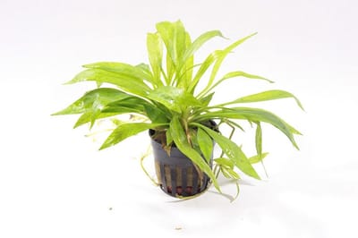Moerings Echinodorus magdalenensis in 5 cm pot