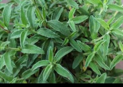 Cistus skanbergii - Cistusroos Of Rotsroos 20- 25 cm in pot