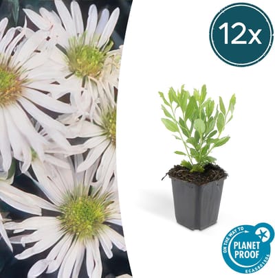 Tuinplantenshop.com | Aster ageratoides 'Ashvi' | 12 stuks - Ø9cm - 10-25cm hoog - Tuinplant
