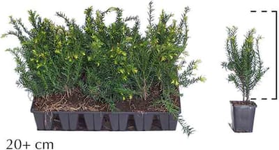 18 stuks | Taxus Baccata Pot P9 tray | Standplaats: Half-schaduw | Latijnse naam: Taxus baccata