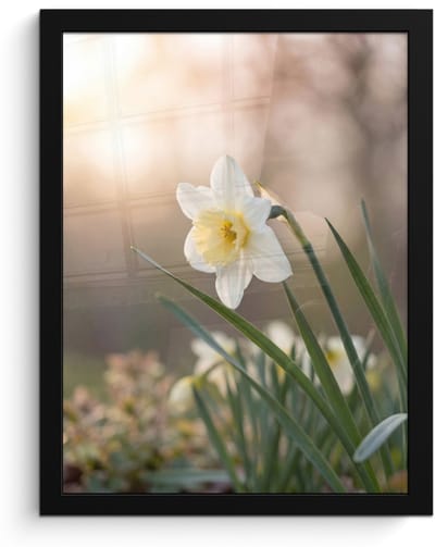 Poster in lijst - Fotolijst 30x40 cm - Posters - Narcis - Bloem - Minimalistisch - Posterlijst zwart - Decoratie - Wanddecoratie woonkamer - Muurdecoratie slaapkamer