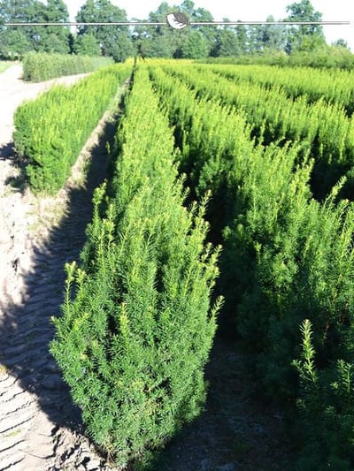 Venijnboom Taxus media Hicksii 100-120 cm, 3x Haagplant