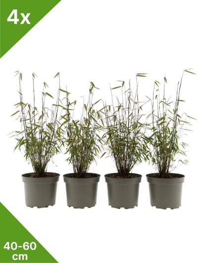 GARDENZO - 4x Fargesia 'Red Dragon' rode bladhoudende niet woekerende Bamboe in C2 - 40-60 cm