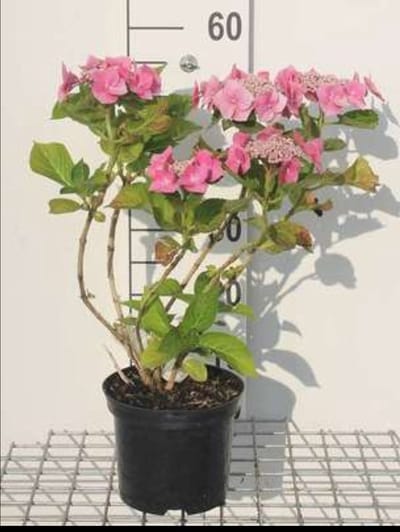 2 x Hydrangea 'Teller Pink' (roze/rose) - Hortensia 25- 30 cm in pot