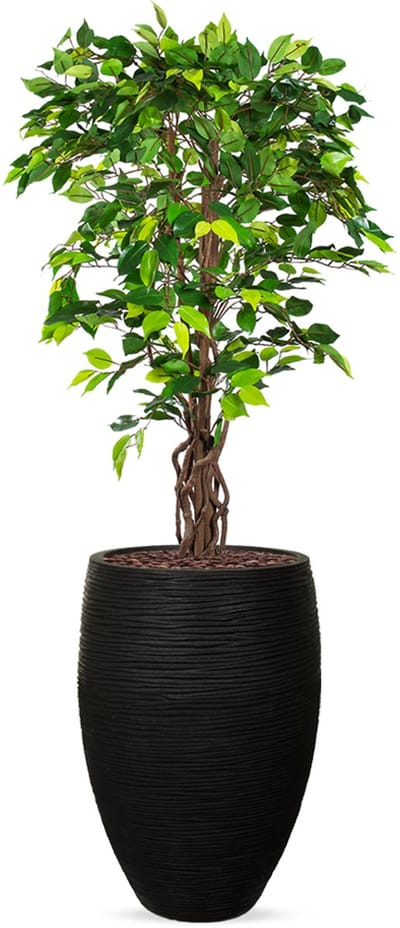 Kunstplant Ficus in Vaas elegant Deluxe rib zwart H165 cm