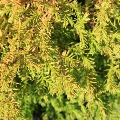 THUJA OCCIDENTALIS 'RHEINGOLD' - Levensboom 25-30cm in pot