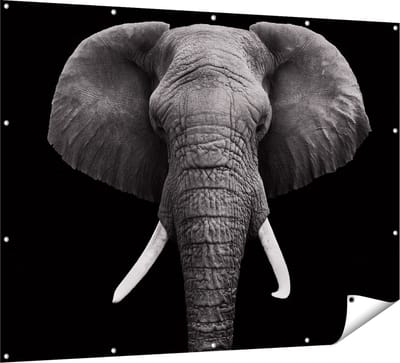 Gards Tuinposter Olifantenkop - Olifant - Zwart Wit - 160x120 cm - Tuindoek - Tuindecoratie - Wanddecoratie buiten - Tuinschilderij