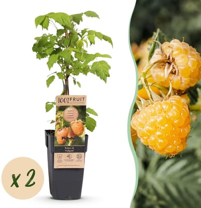 Green boutiQ - Fruitplant - Rubus idaeus Fallgold - Frambozenplant - Winterhard - Gele Framboos - 2 Planten - Pot 15cm - Hoogte 50cm