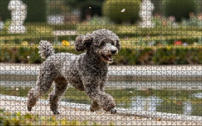 Puzzel Poedel in een Botanische tuin | 1000 stukjes | Dierenpuzzel | Hondenpuzzel