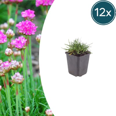Tuinplantenshop.com | Armeria m. 'Splendens' | 12 stuks - Ø9cm - 10-25cm hoog - Tuinplant