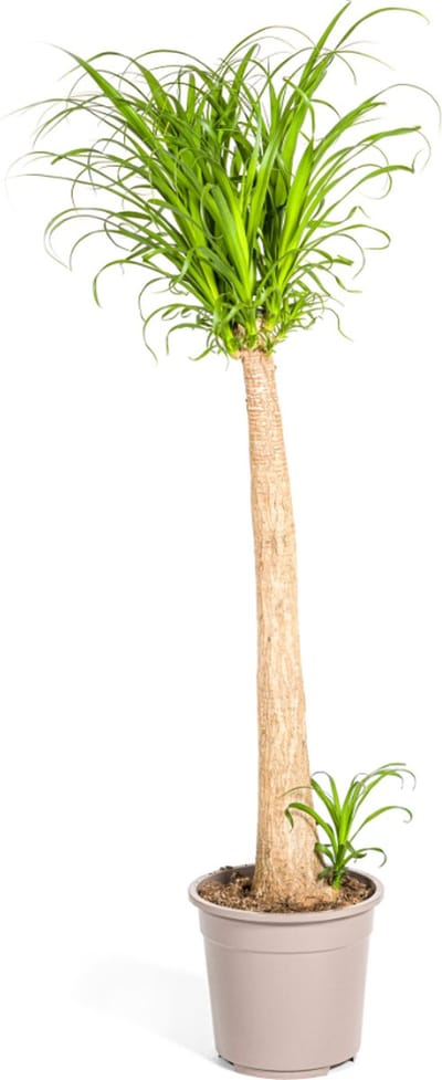 Plantenboetiek.nl | Beaucarnea Recurvata Stam - Ø27cm - 110-130cm hoog - Kamerplant - Groenblijvend