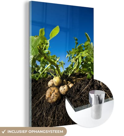 ® Glasschilderij 120x180 cm - Schilderij acrylglas - Aardappel - Modder - Planten - Bladeren - Foto op glas - Muurdecoratie woonkamer - Wanddecoratie slaapkamer - Schilderijen