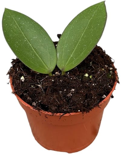 Hoya Icensis Kamerplant Potmaat Ø10,5 cm |Vers Van De Kweker