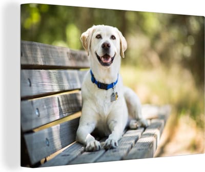 Canvas Schilderij Labrador Retriever op een bankje - 30x20 cm - Wanddecoratie