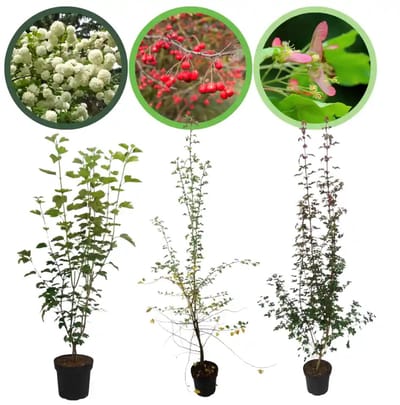 Zeeuwse haag pakket in pot 60-100 cm