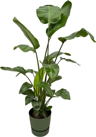 Plantenboetiek.nl | Strelitzia Nicolai inclusief elho Greenville Round groen - Ø30cm - 150-160cm hoog - Kamerplant - Complete set - Plant met pot