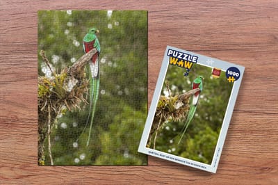 Puzzel Quetzal rust op een bemoste tak in Costa Rica - Legpuzzel - Puzzel 1000 stukjes volwassenen