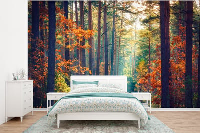 Behang - Fotobehang Bos - Zon - Natuur - Herfst - Breedte 320 cm x hoogte 240 cm