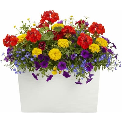 Hoge Rechthoekige Plantenbak met Watergeefsysteem - 56x36 cm - Crème