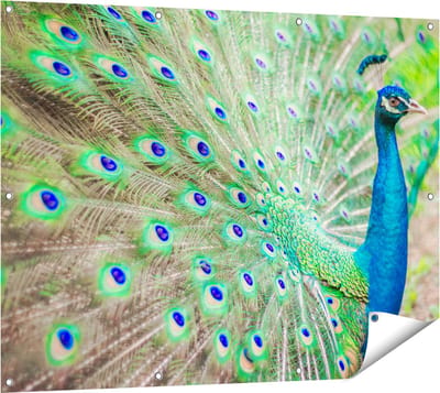 Gards Tuinposter Pauw met Kleurrijke Veren - 120x90 cm - Tuindoek - Tuindecoratie - Wanddecoratie buiten - Tuinschilderij