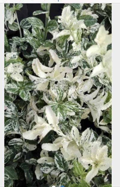 Euonymus fortunei 'Harlequin' - Kardinaalshoed, Kardinaalsmuts 20 - 30 cm in pot