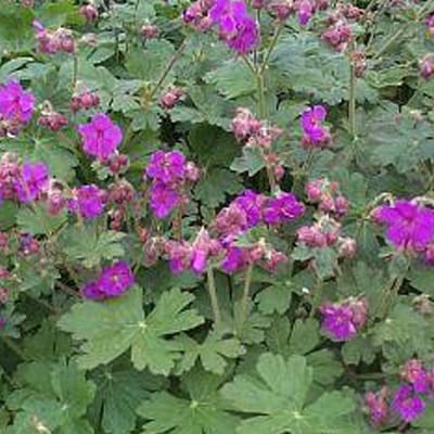 6 x Geranium Macrorrhizum 'Bevan's Variety' - Ooievaarsbek pot 9x9cm - Bodembedekker