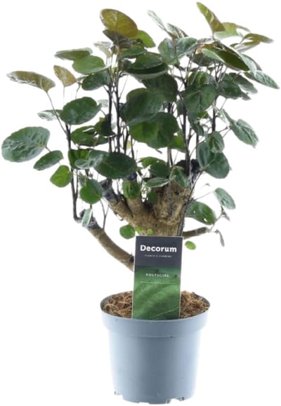 Polyscias Fabian - 45 cm - ø12
