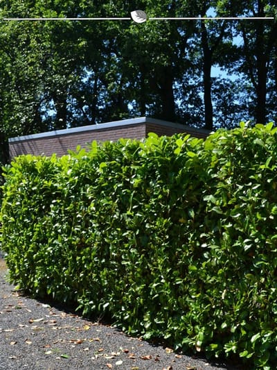 Laurier Prunus Novita 160-180 cm, 5x Haagplant