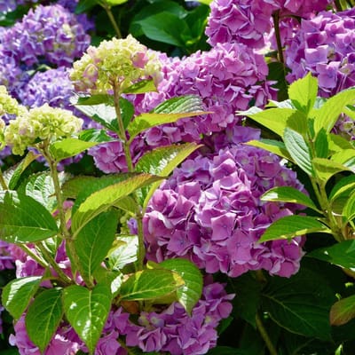 Hortensia Roze - Hydrangea - (Ook)-Voor in huis - Bemesting en bestrijding - Snijbloemen - Vaste planten - bloeit in Juli / Augustus / September