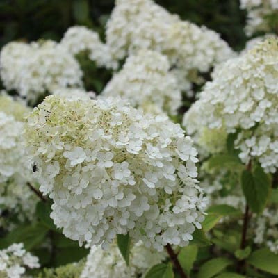 3x Hydrangea paniculata 'Bobo'® - Hortensia - Planthoogte 30-40 cm in pot