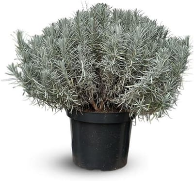 Lavendel Grosso - Aromatische Kruidenplant - Tuin Decoratie - Royale Bloei Intense Geur - 50-60 cm hoog - Donker Paars