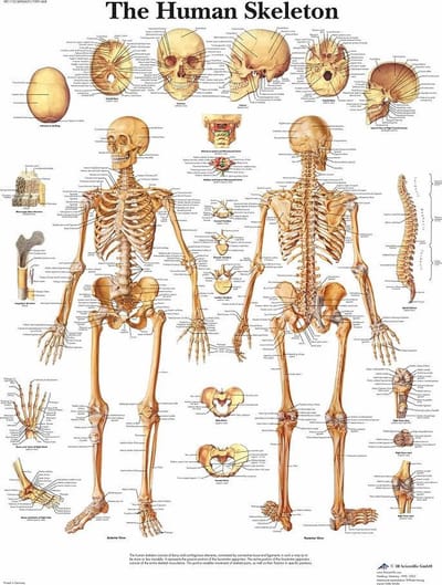 Het menselijk lichaam -  anatomie poster skelet (Engels, gelamineerd, 50x67 cm) + ophangsysteem