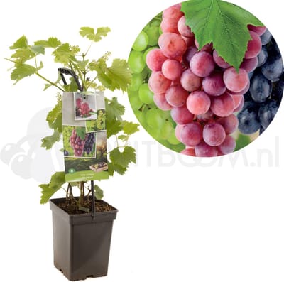 Vitis vinifera Trio druif