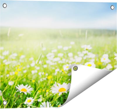 Gards Tuinposter Bloemenveld van Madeliefjes - Bloemen - 50x40 cm - Tuindoek - Tuindecoratie - Wanddecoratie buiten - Tuinschilderij
