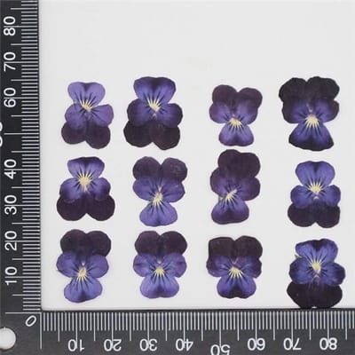 Gedroogde Viooltjes - Geperste Bloemen - Sieraden Maken - Natuurlijk Herbarium - 1-4 cm - Meerkleurig