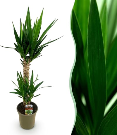 Green boutiQ - Kamerplant - Yucca elephantipes - Yucca - Weinig onderhoud - Groen - 1 - Pot 19cm - Hoogte 95cm