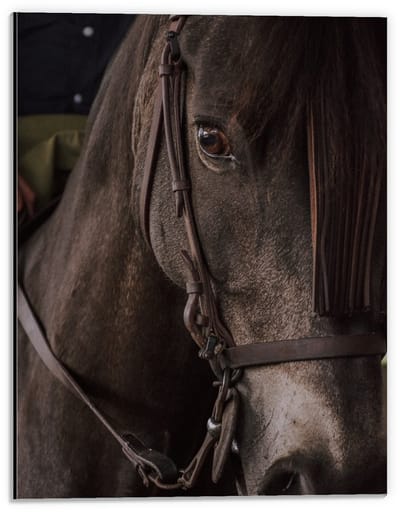 Dibond - Bruin Paardenhoofd - 30x40cm Foto op Aluminium (Met Ophangsysteem)