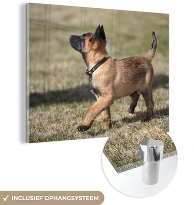 ® Glasschilderij 160x120 cm - Schilderij acrylglas - Schattige Mechelse herder pup - Foto op glas - Muurdecoratie woonkamer - Wanddecoratie slaapkamer - Schilderijen
