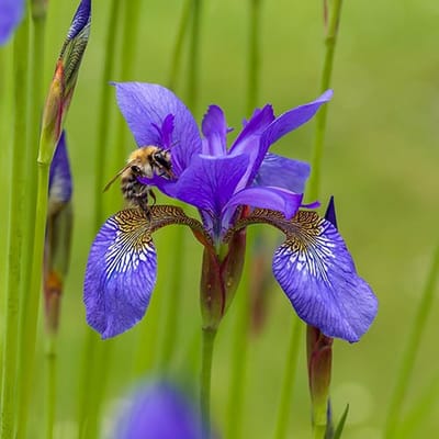 Iris zaden - Siberische Iris